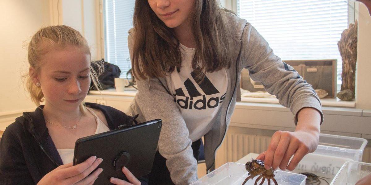 Noterar resultaten. Eleverna Ida Nylund och Maja Edlund i sexan på Tjärnö skola fick utföra experiment med krabbor.