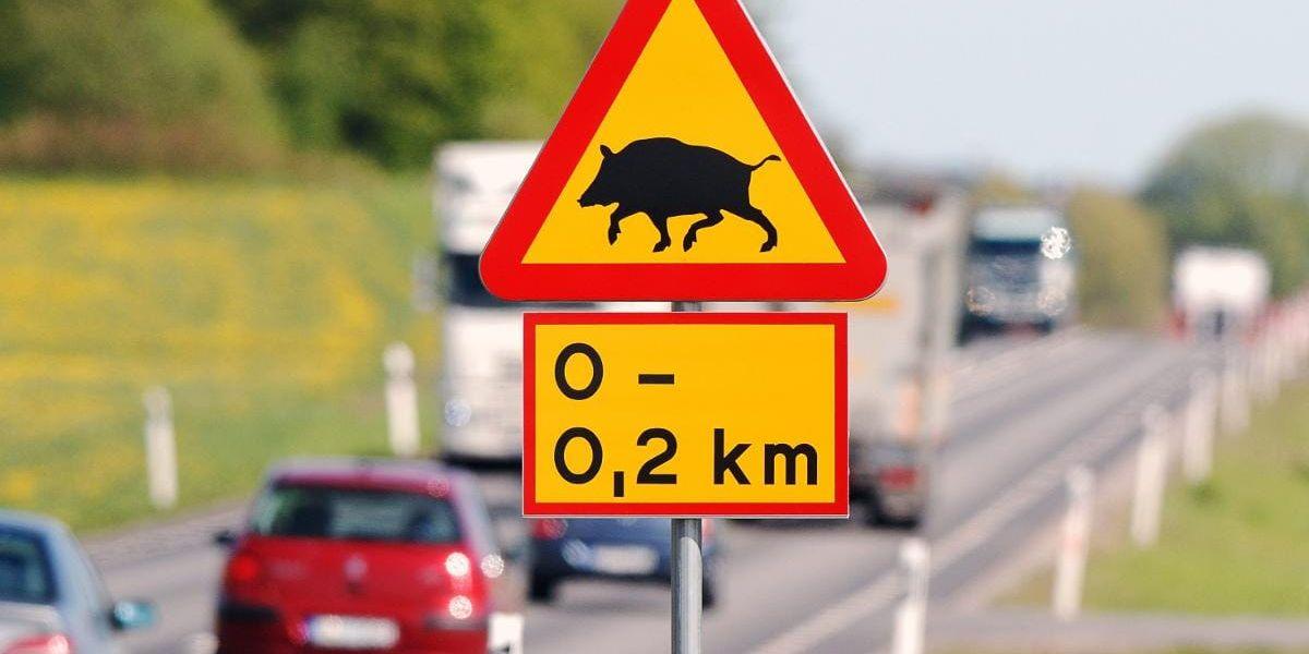 Ökar. Viltolyckorna i Sverige ökar. Olyckor med vildsvin är något som har blivit allt vanligare.