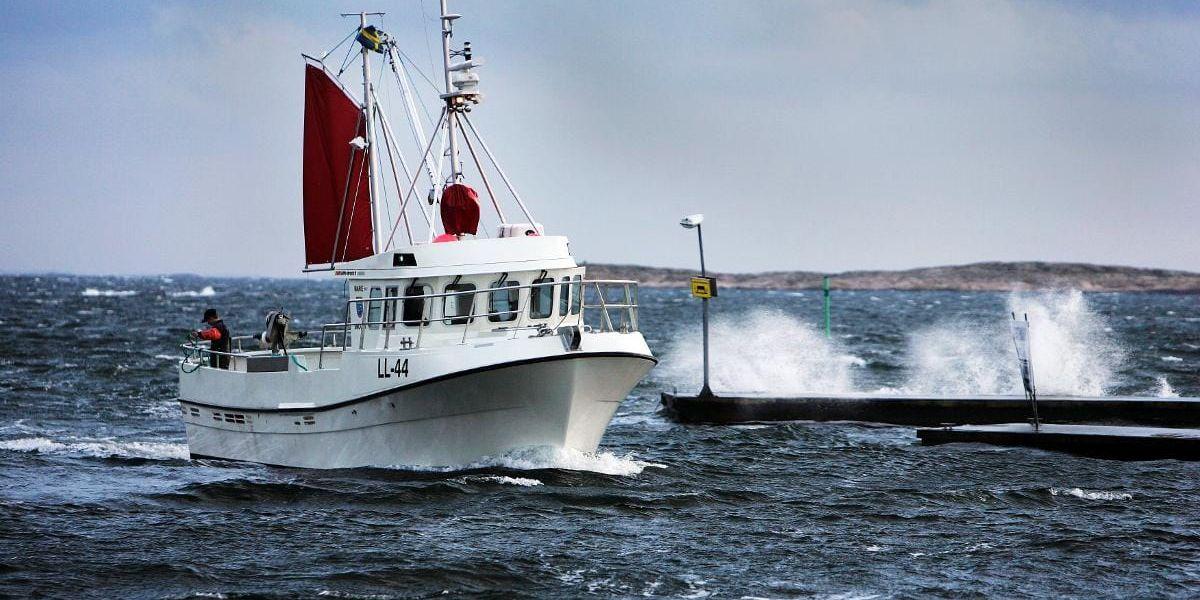 Oklara räkor. När EU gjort upp med Norge om fiske i Skagerrak, Kattegatt och Nordsjön är det för Bohuslän viktiga räkfisket ännu oklart.