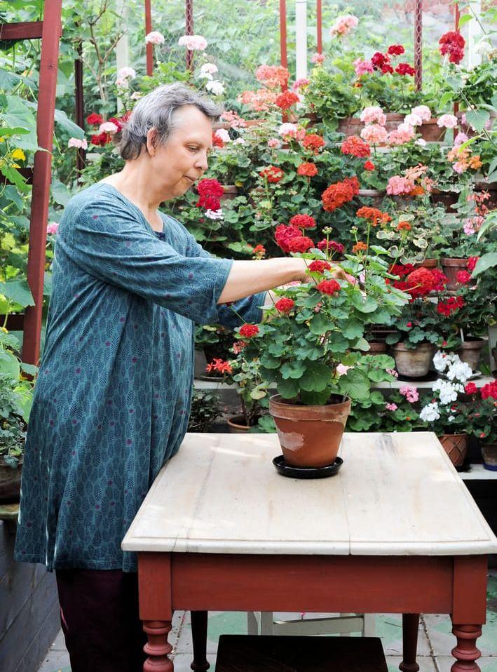 I växthuset finns ett avlastningsbord där Kerstin pysslar om pelargonerna. Bild: Ann-Charlotte Fägerlind