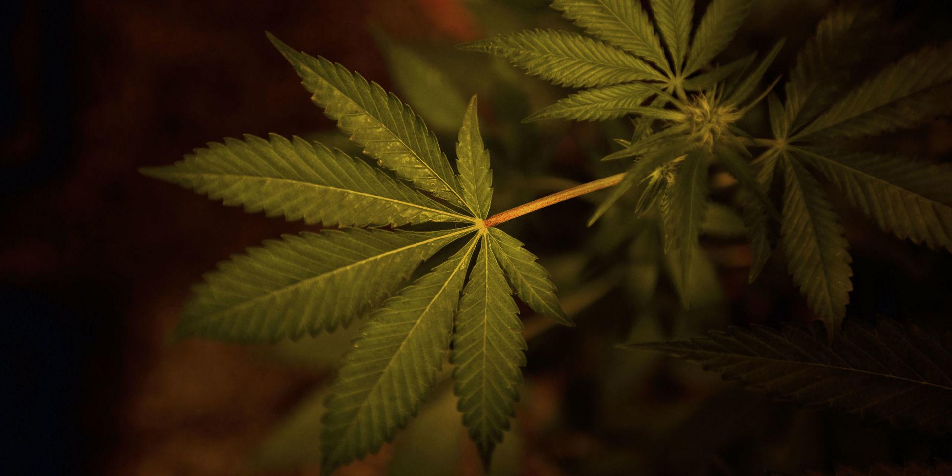 Gestaltning av en cannabisplanta. Arkivbild. TT Nyhetsbyrån.