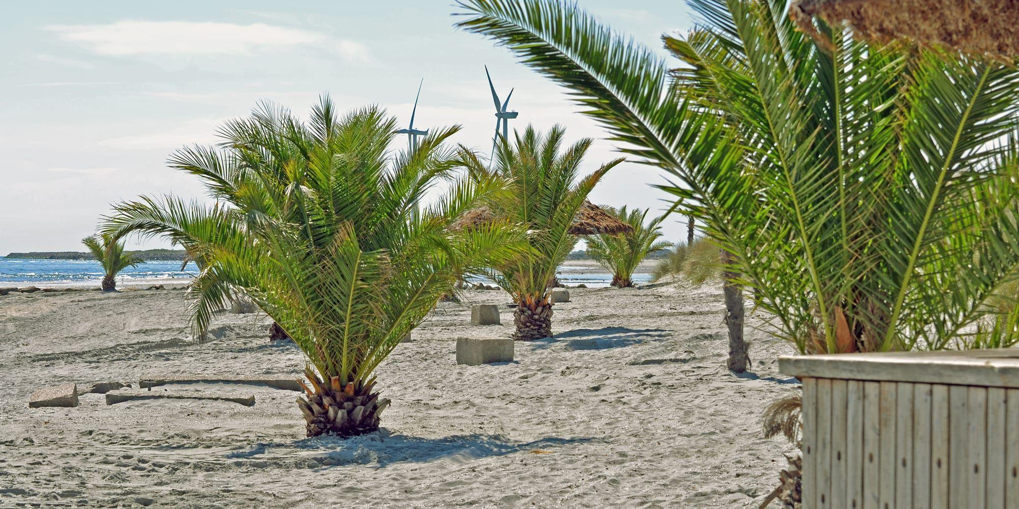 På Palmestranden finns 60 vajande palmer och långgrunda bad. <em>Foto: Turisthus Nord</em>