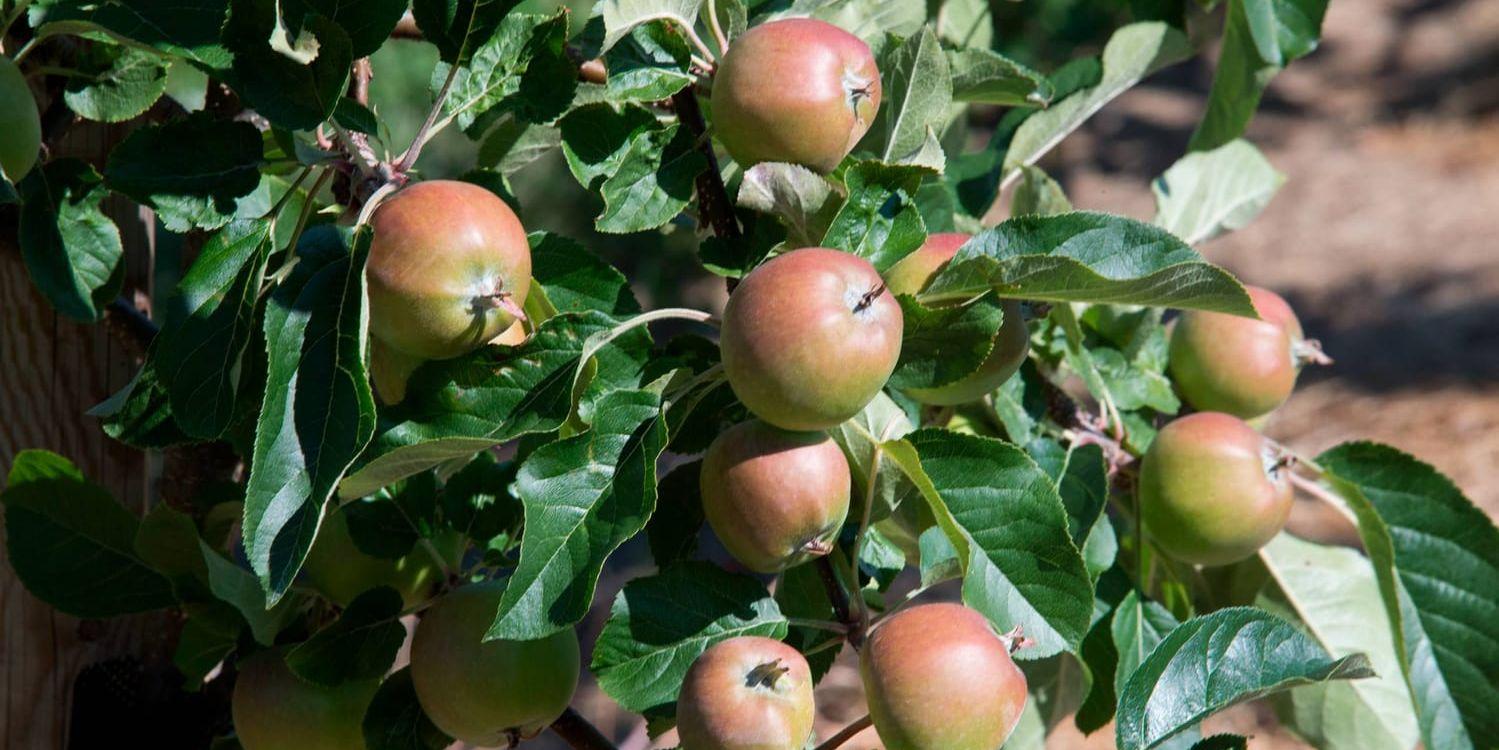 Äppelodlarna och Jordbruksverket har kommit överrens om att sälja andra klassens äpplen i butiker efter årets dåliga skörd. Arkivbild.