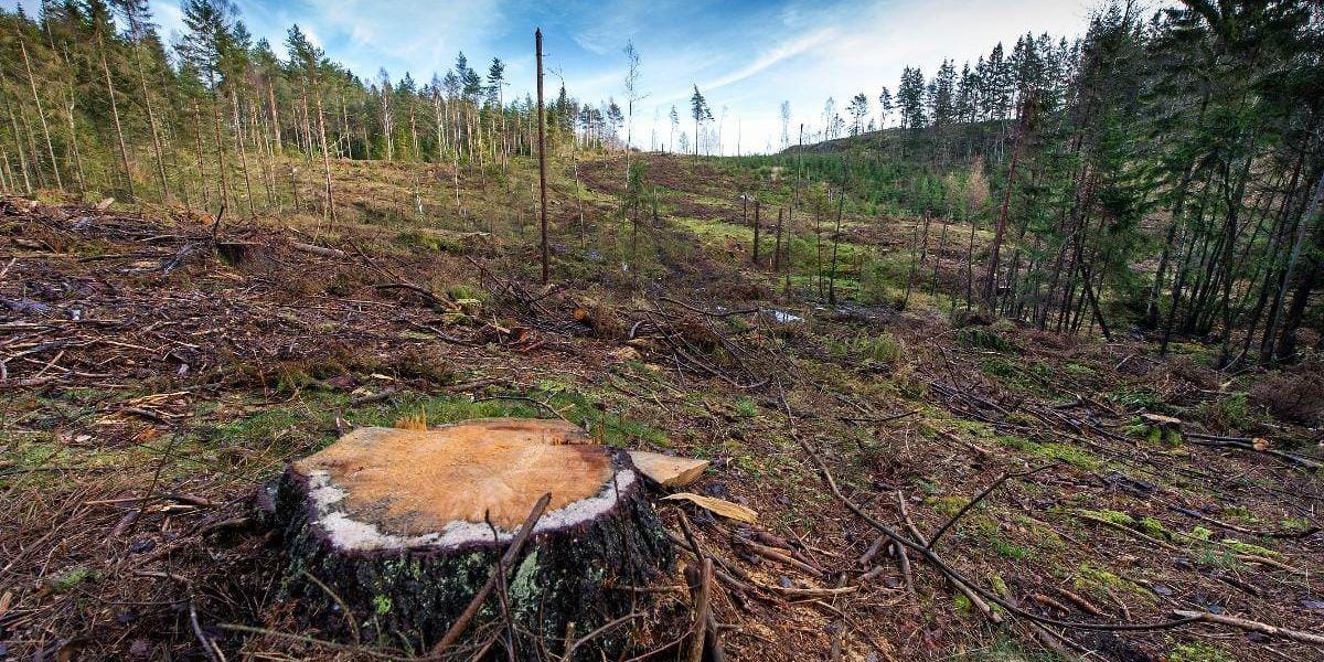 Het mark. Skogsmarkspriserna ökar. Mest efterfrågan är det på rena skogsmarker utan byggnader.