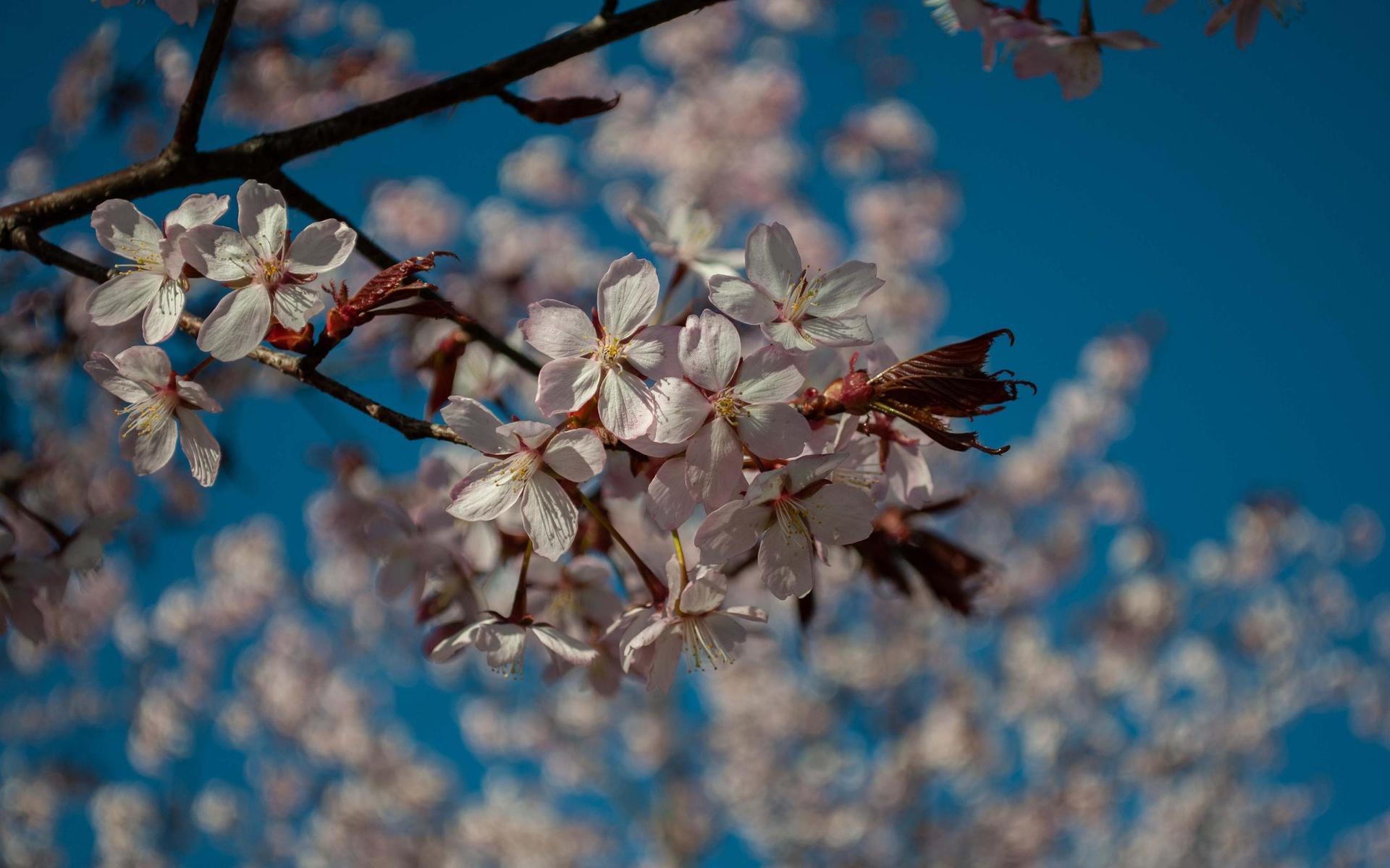 ”Japansk körsbär i blomning”