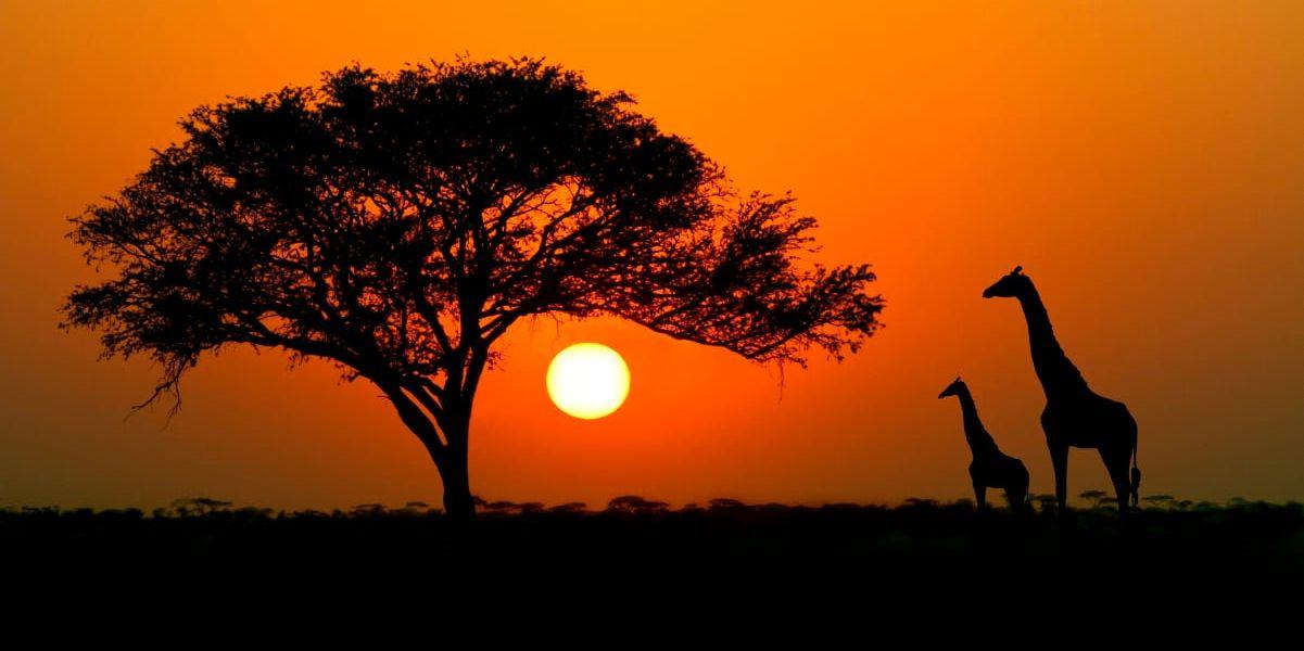 Kenya är känt för sin safari. Men den senaste tidens oroligheter hotar att skrämma bort turisterna.