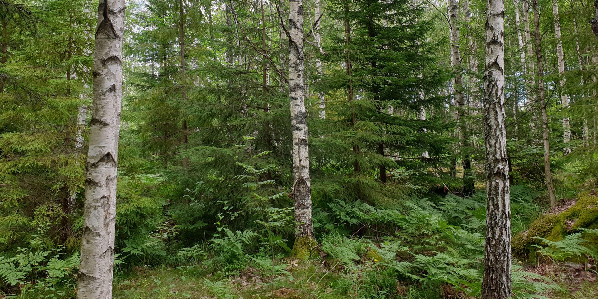 Privata skogsägares brukande av skogen bidrar till en positiv klimatpåverkan, skriver Yvonne och Göran Petersson i ett svar till Pontus Berglund. Arkivbild.