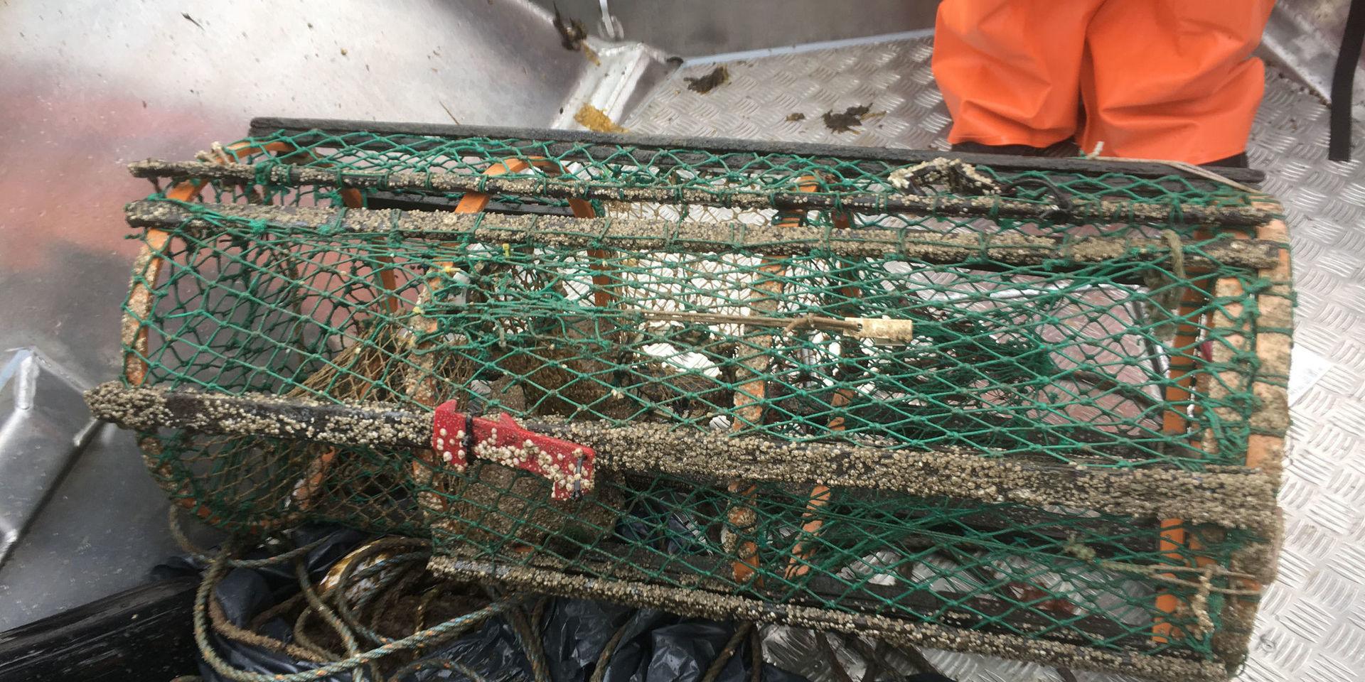 Borttappad hummertina som dragits upp ur havet.