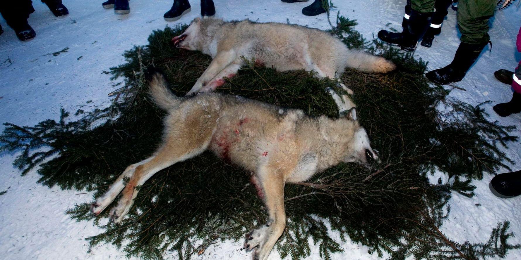 Två skjutna vargar under en vargjakt 2011.