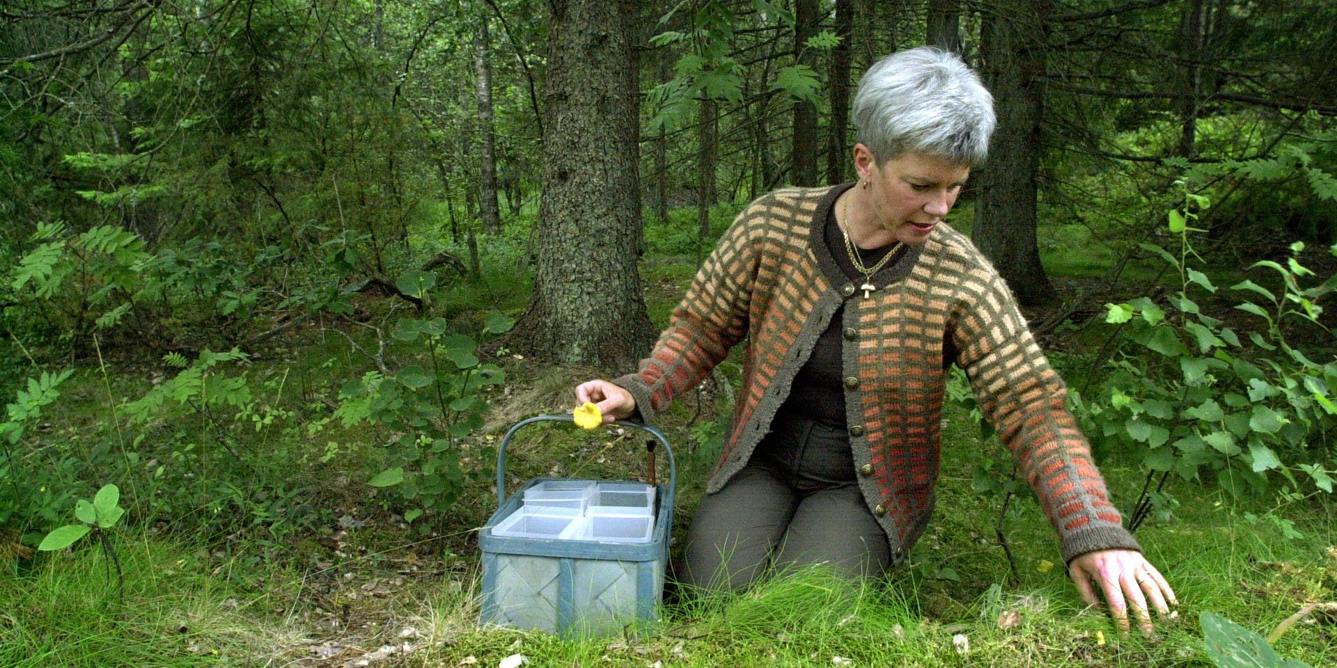 Eva Loodh är svampkonsulent. Hon tipsar om att leta efter kantareller i soliga skogsgläntor. 