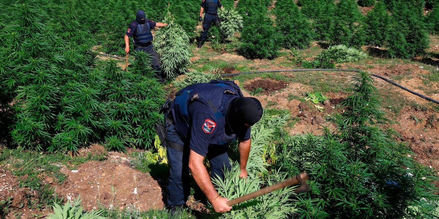 Albanien har blivit en viktig producent för den europeiska och svenska cannabismarknaden. Här bränner albansk polis drygt 16 000 cannabisplantor. Arkivbild.