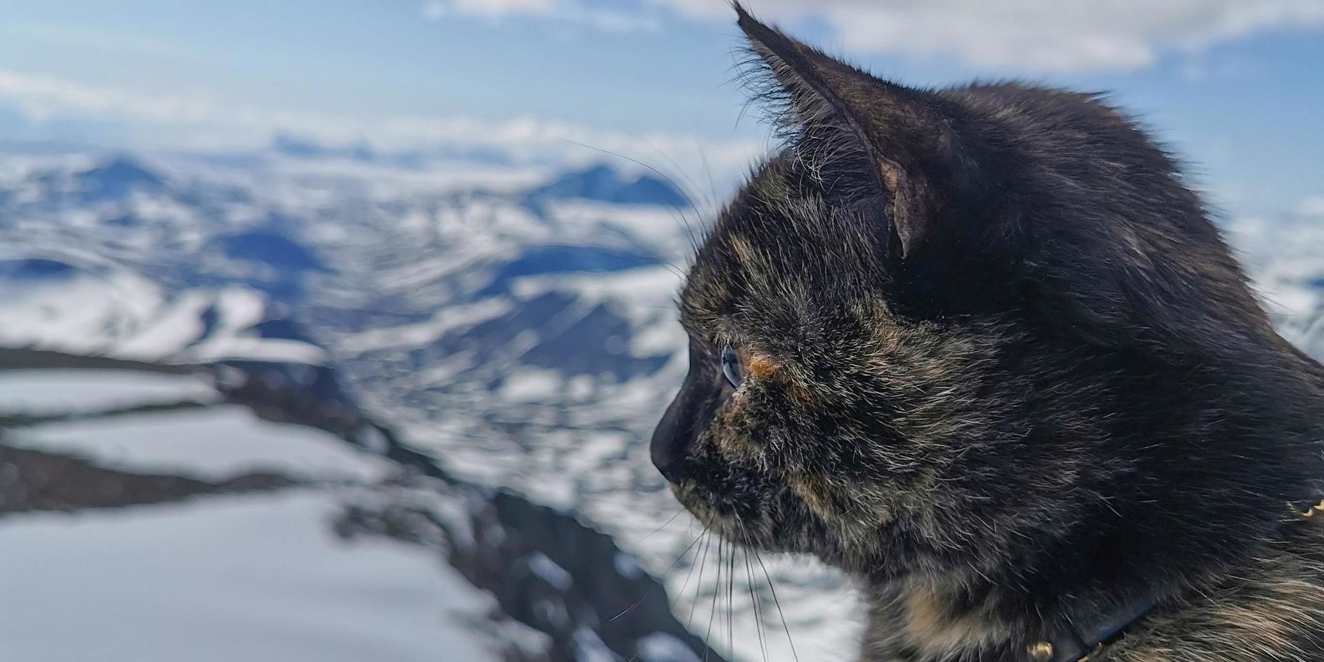 Kattis kollar in utsikten från Sveriges högsta berg.