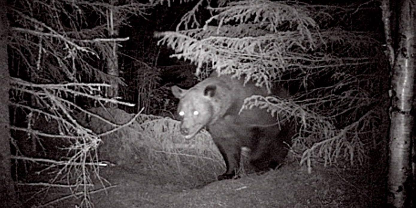 En björn har fångats på bild av en åtelkamera i en tidigare jaktbrottsutredning. Bilden har ingen anknytning till den aktuella utredningen.