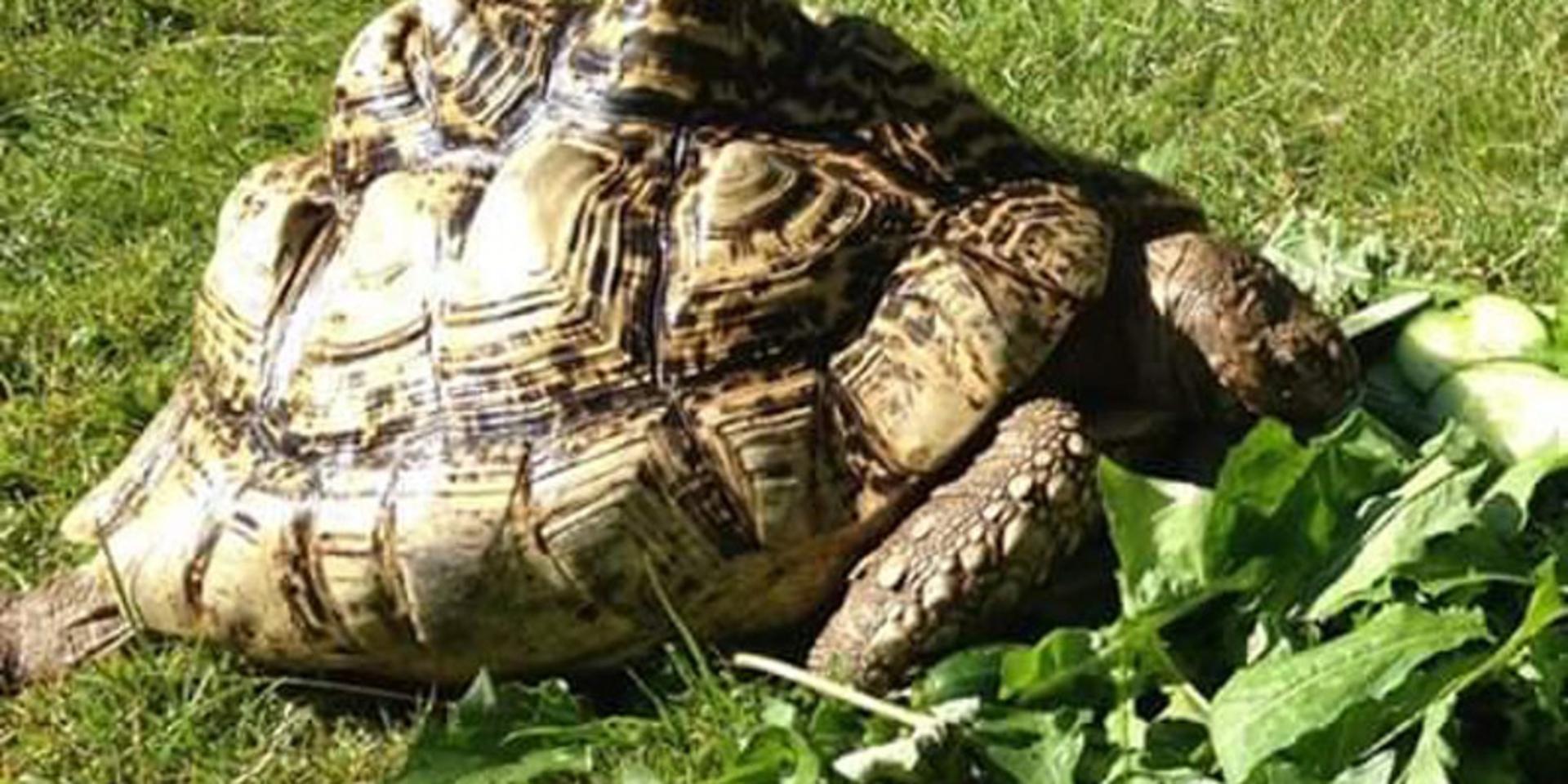 Sköldpaddan Bobbi är hemma i säkerhet igen.