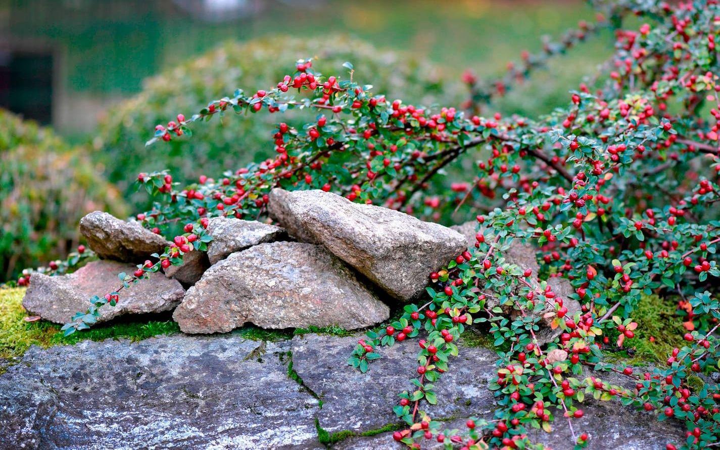 Berberisbuskens röda blanka bär är fina mot den sträva grå stenen.