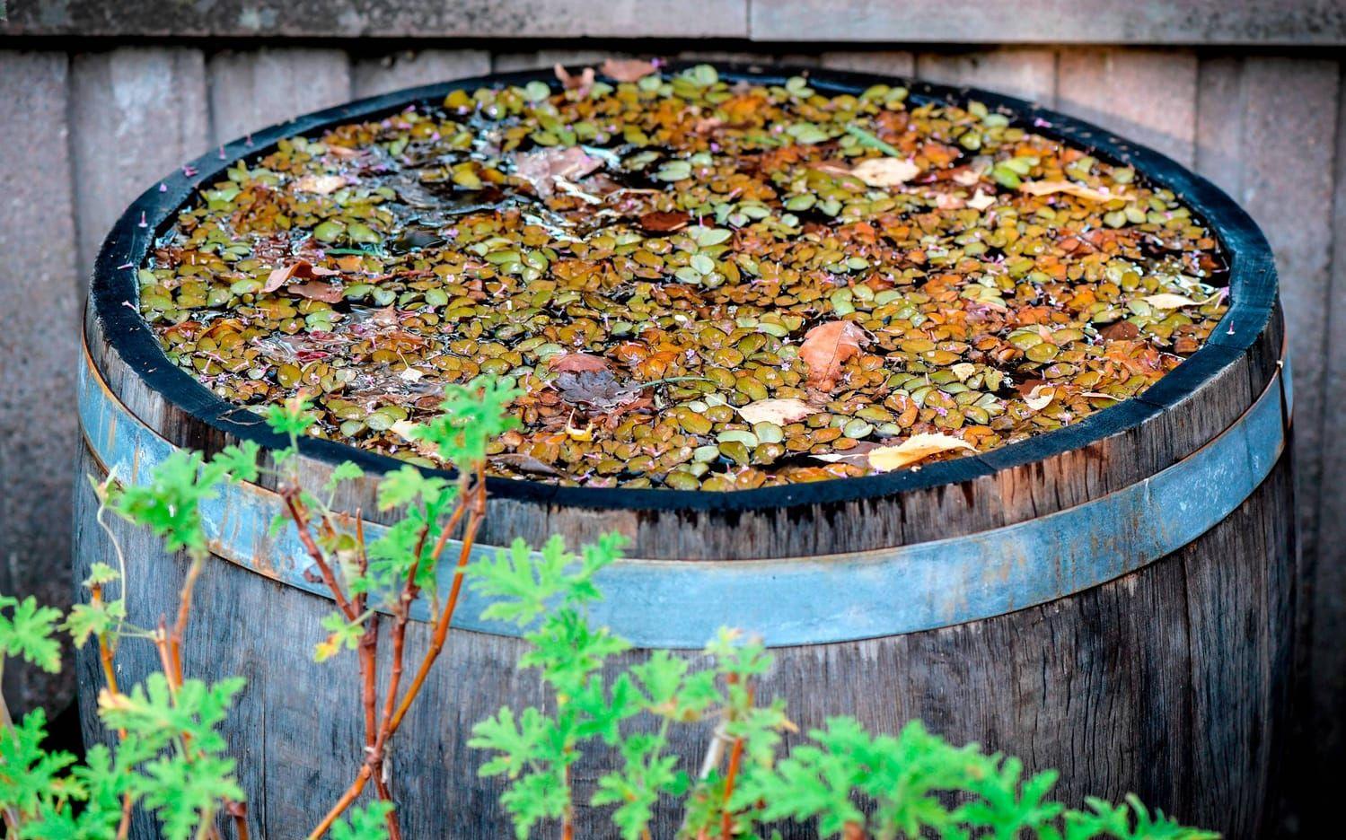 I en tunna fylld med vatten simmar löv och vattenväxter. En trädgård ska vara tillåtande tycker Svante Öquist. Man ska kunna blanda högt och lågt, hemgjort med designat, en vacker vattenkanna i zink och tio praktiska i plast.