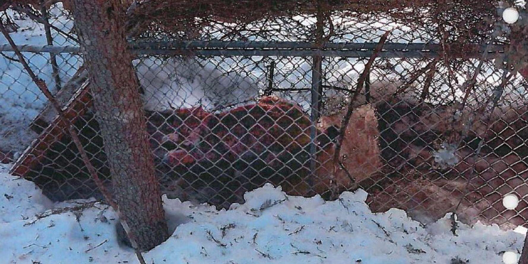 Ett lodjur som fångats och hålls i bur av en av de misstänkta. Bilden fanns i mobiltelefonen hos en av de misstänkta i rättegången om grova jaktbrott i Norrbotten. Bild ur förundersökningsprotokollet.