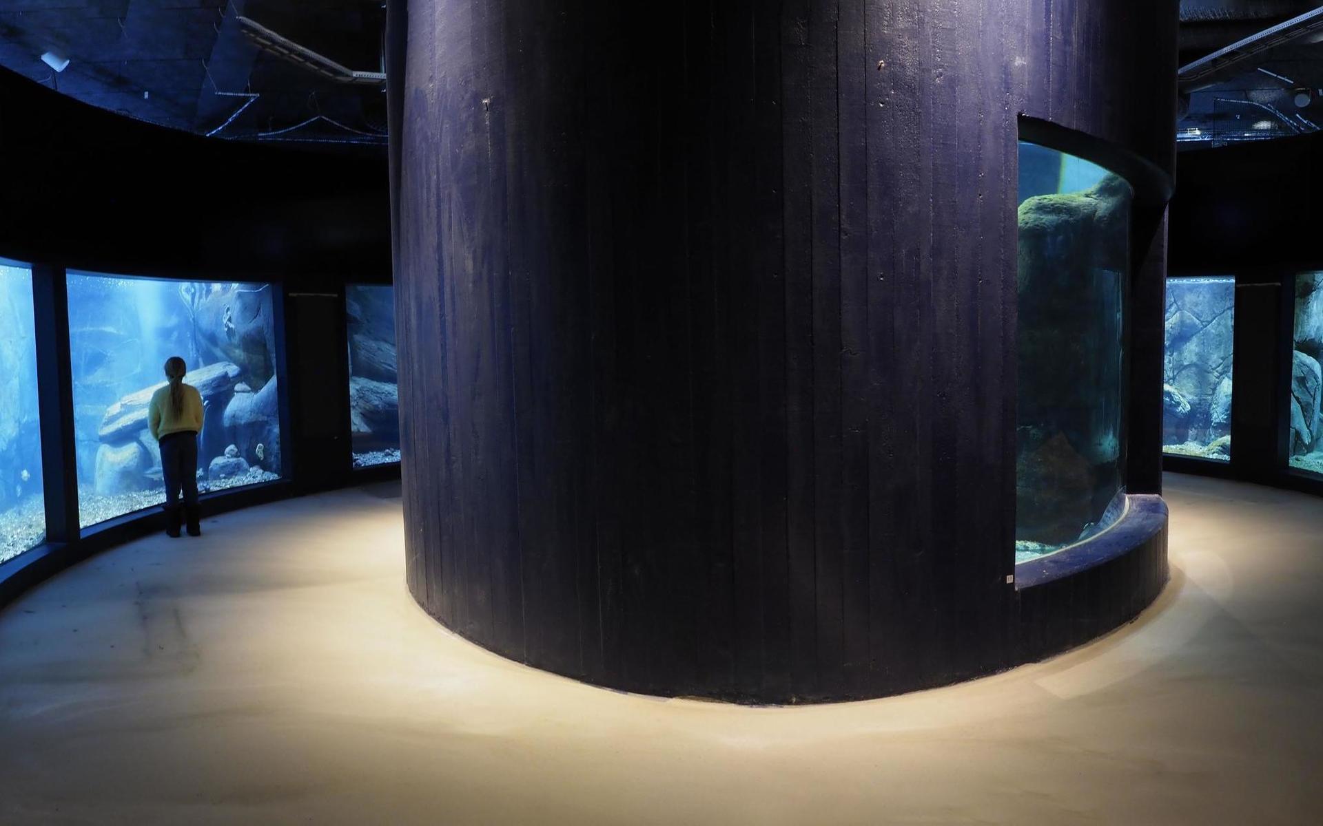 Samtliga nya akvarier finns i en ny del av Havets hus.