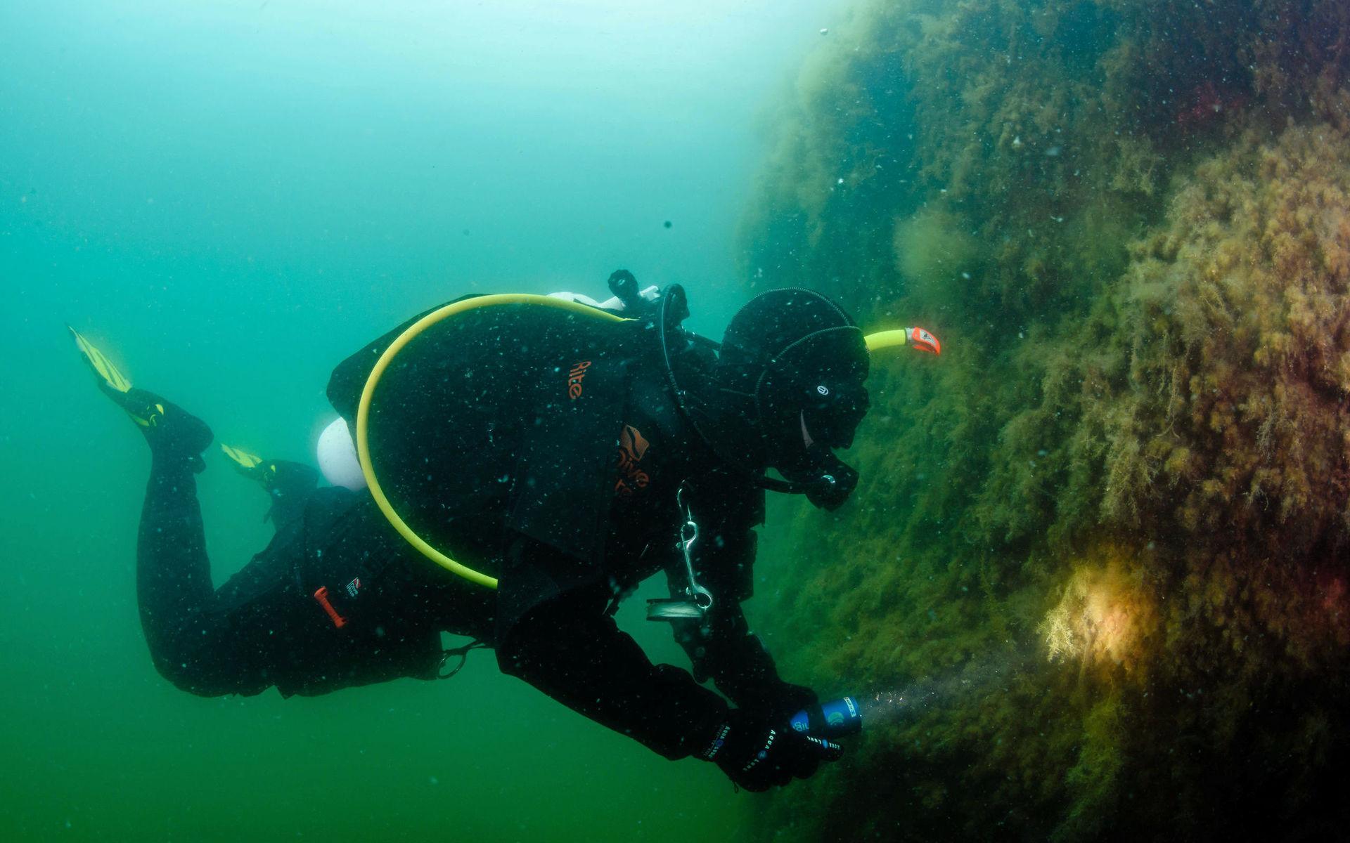 Första dyket – efter 20 års uppehåll – visade en dramatisk förändring i den marina miljön utanför Bohuskusten. Annette Seldén beskriver det som att hon fick en chock.