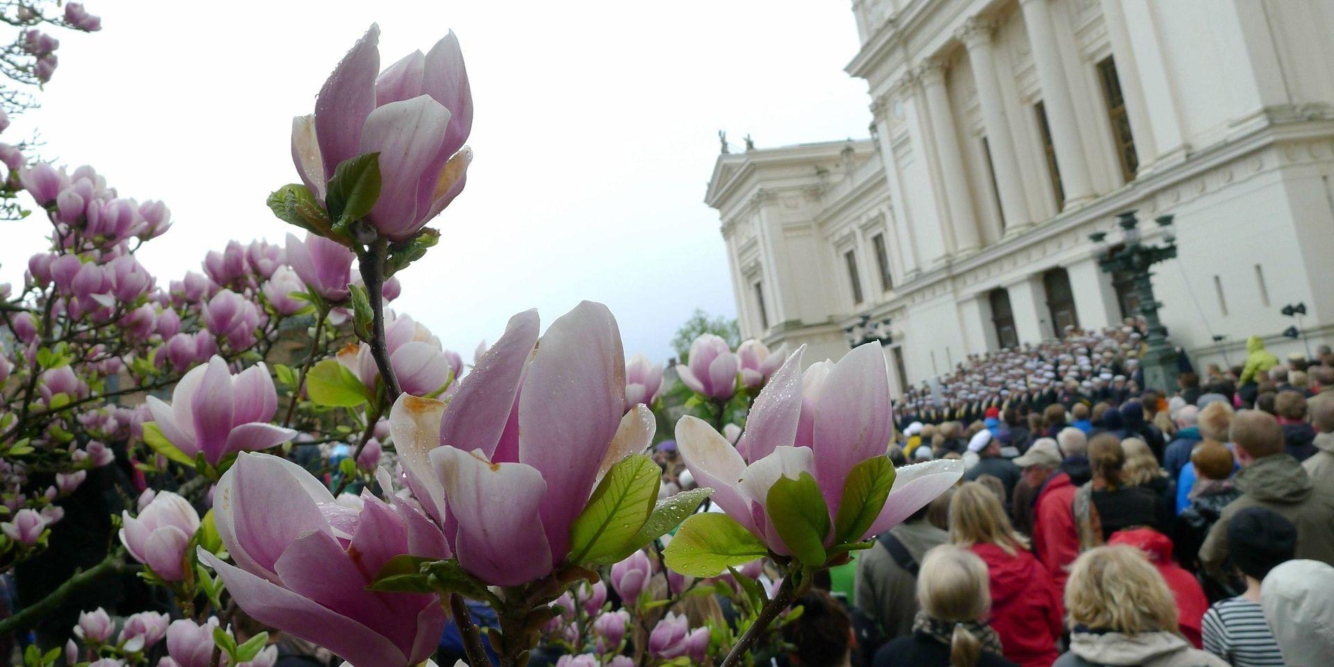 Regnblöta magnolior framför universitetshuset. Lunds studentsångare sjunger in våren i Lundagård. Arkivbild från 2011.