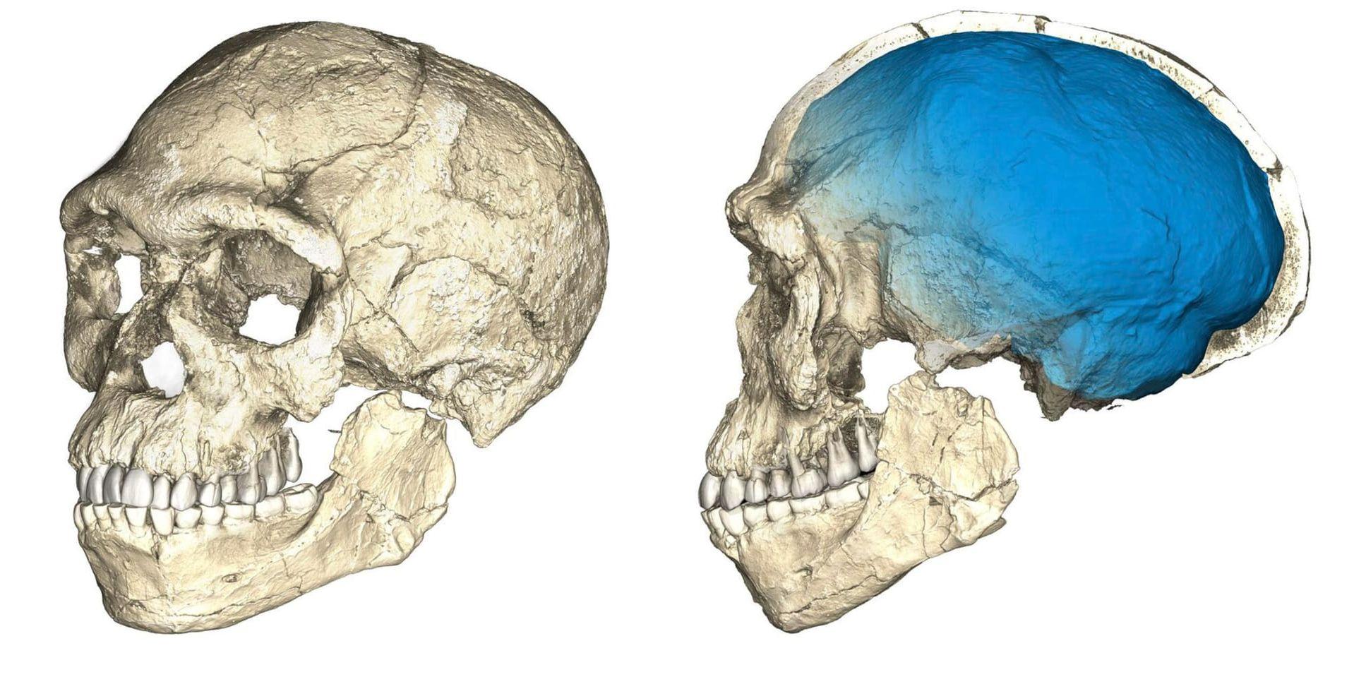 De äldsta kända fynden av vår egen art Homo sapiens är lämningar som nyligen hittats i Marocko. De är cirka 315 000 år gamla, vilket sammanfaller väl i tiden med nya genetiska rön som visar att de nutida folkgrupperna inom Homo sapiens började delas upp vid den tidpunkten. Arkivbild
