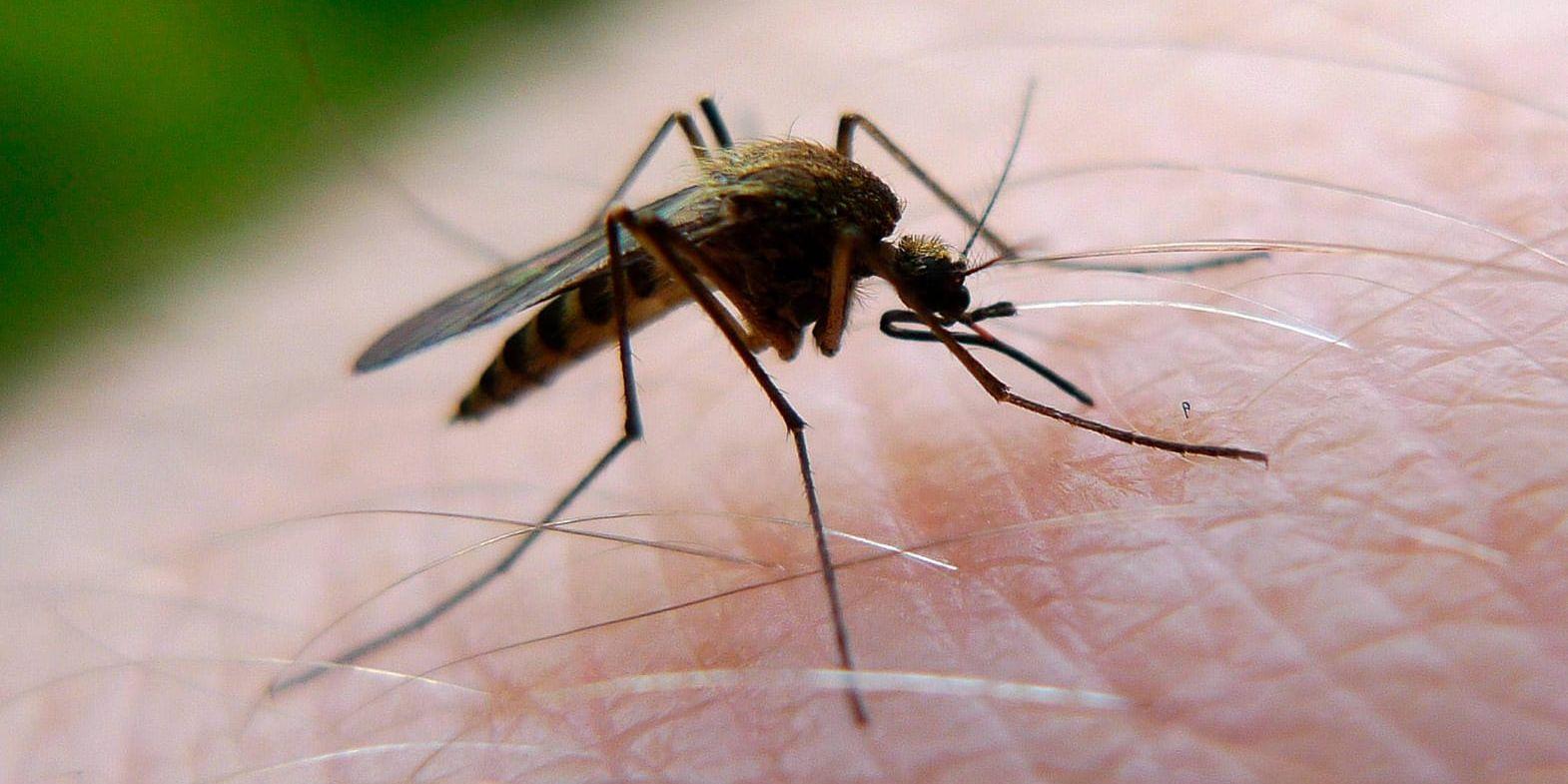 Myggan använder sitt sjätte sinne för att känna av värme och luftfuktighet. Arkivbild.