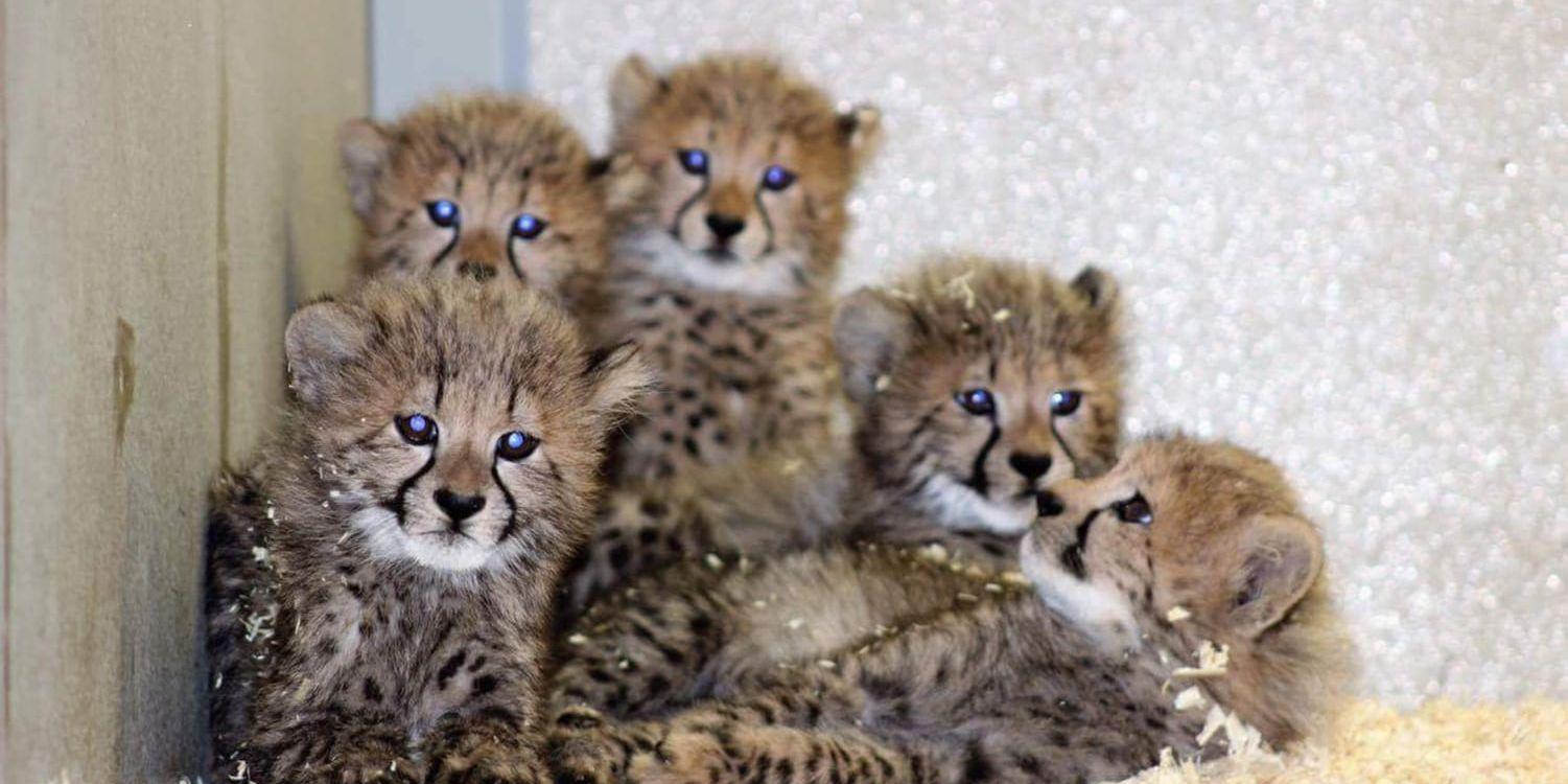 De fem gepardungarna föddes i mitten av september.