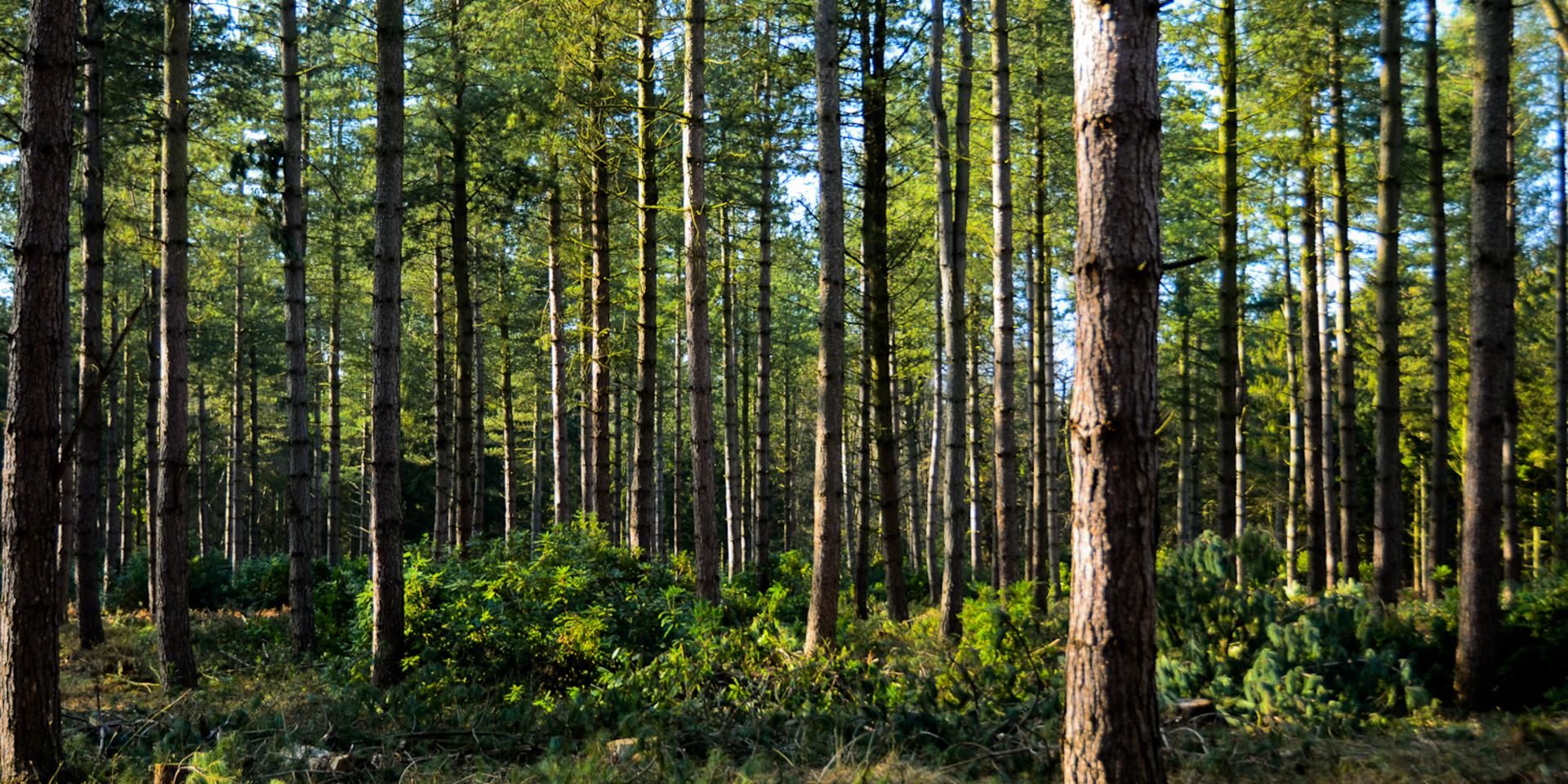 Vi måste bevara mer skog, anser debattörerna. 
