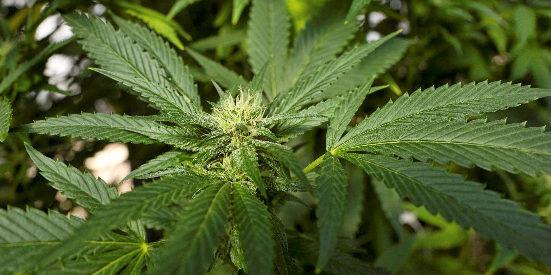 Polisen misstänker att det odlats cannabis på gården.