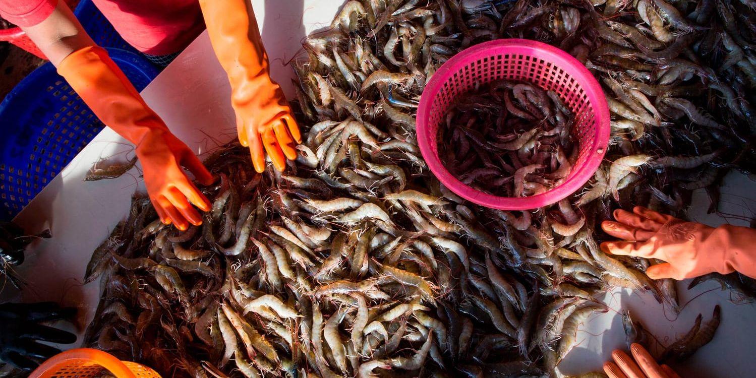 Thai Union vill införa bättre villkor i fiskeindustrin. Arkivbild.