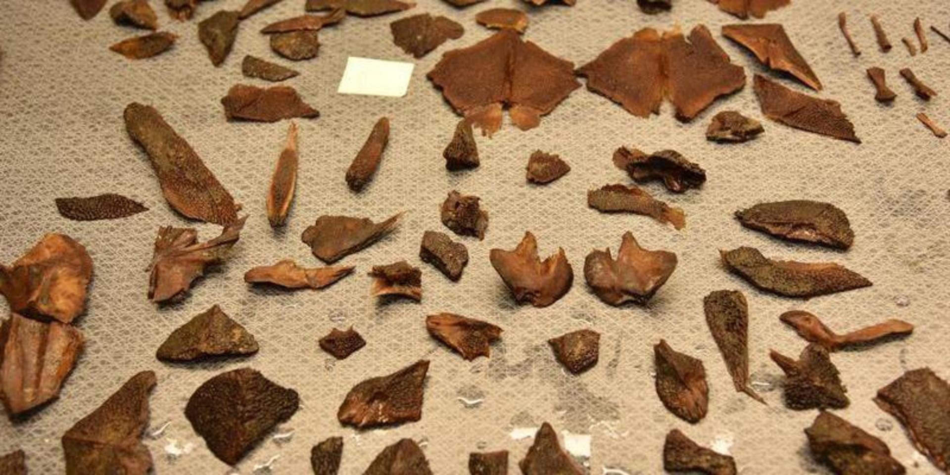 Det fanns ovanligt mycket rester – som dessutom var välbevarade – att analysera, berättar Stella Macheridis, osteolog och forskare vid Lunds universitet. Benplåten tros tillhöra en uppemot två meter lång atlantisk stör. 