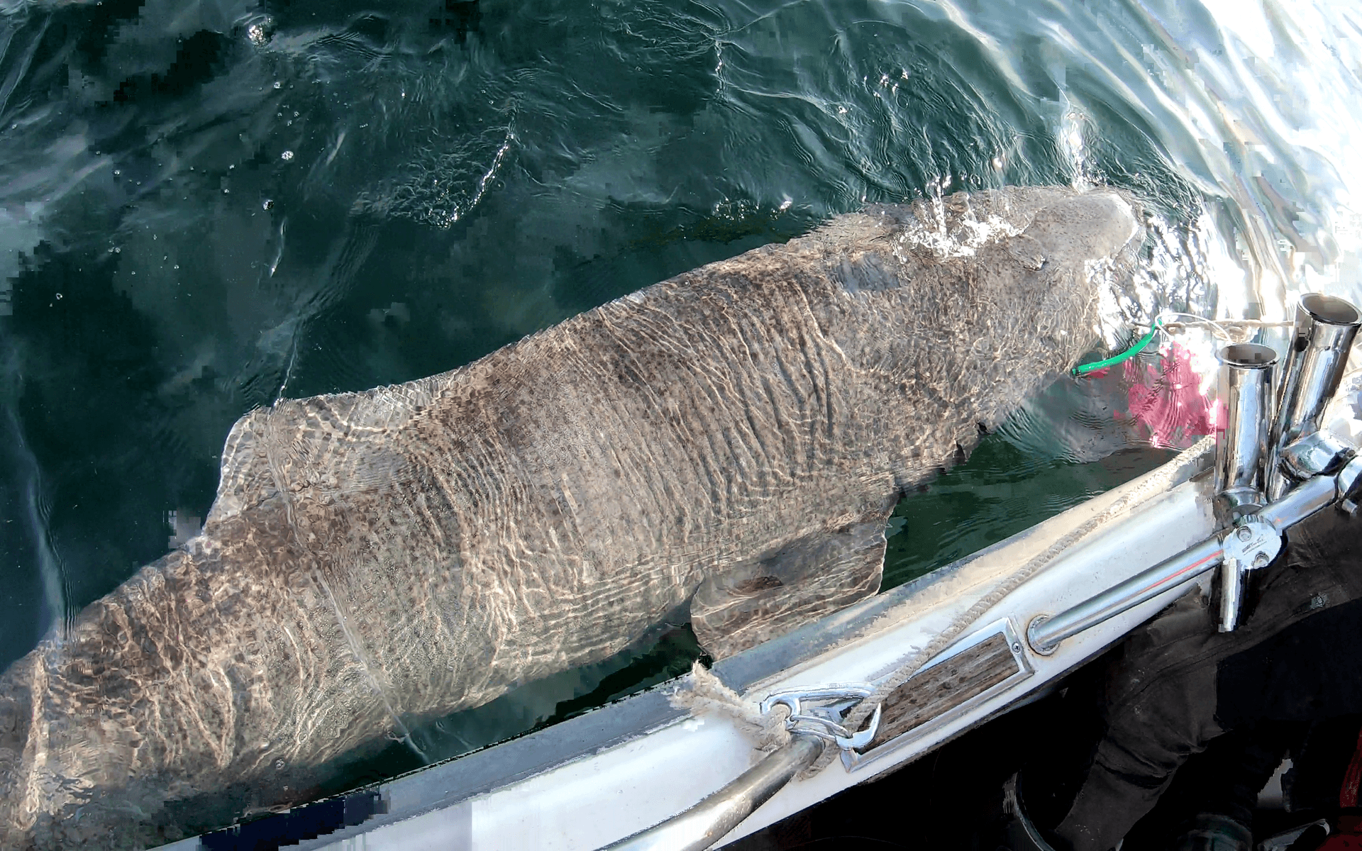 Med sina 405 centimeter och 678 kilo är den nämligen, om uppskattningarna stämmer, den största fisken som någonsin fångats i Sverige med spö.