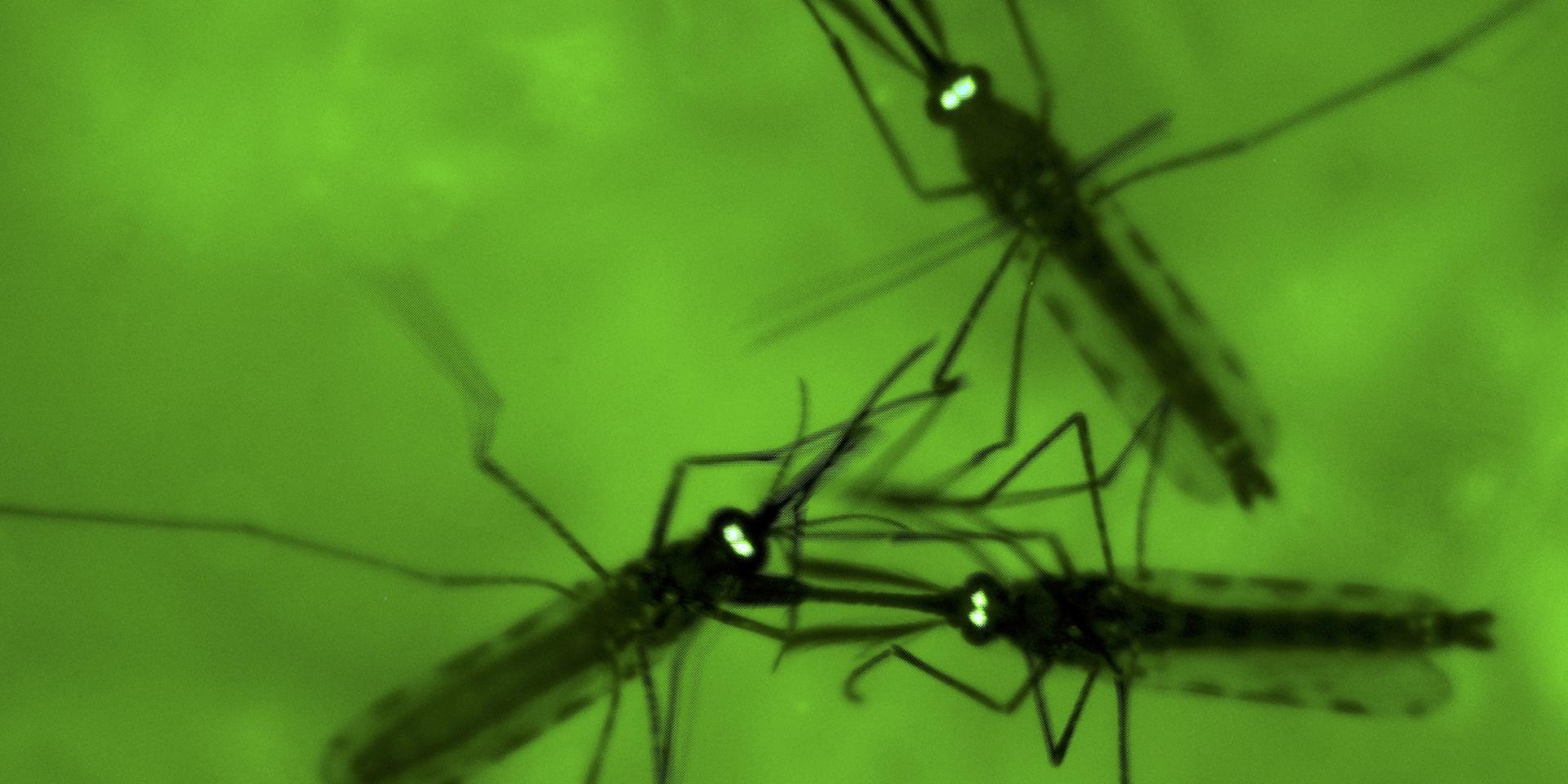 Myggor sedda genom ett mikroskop. Arkivbild.