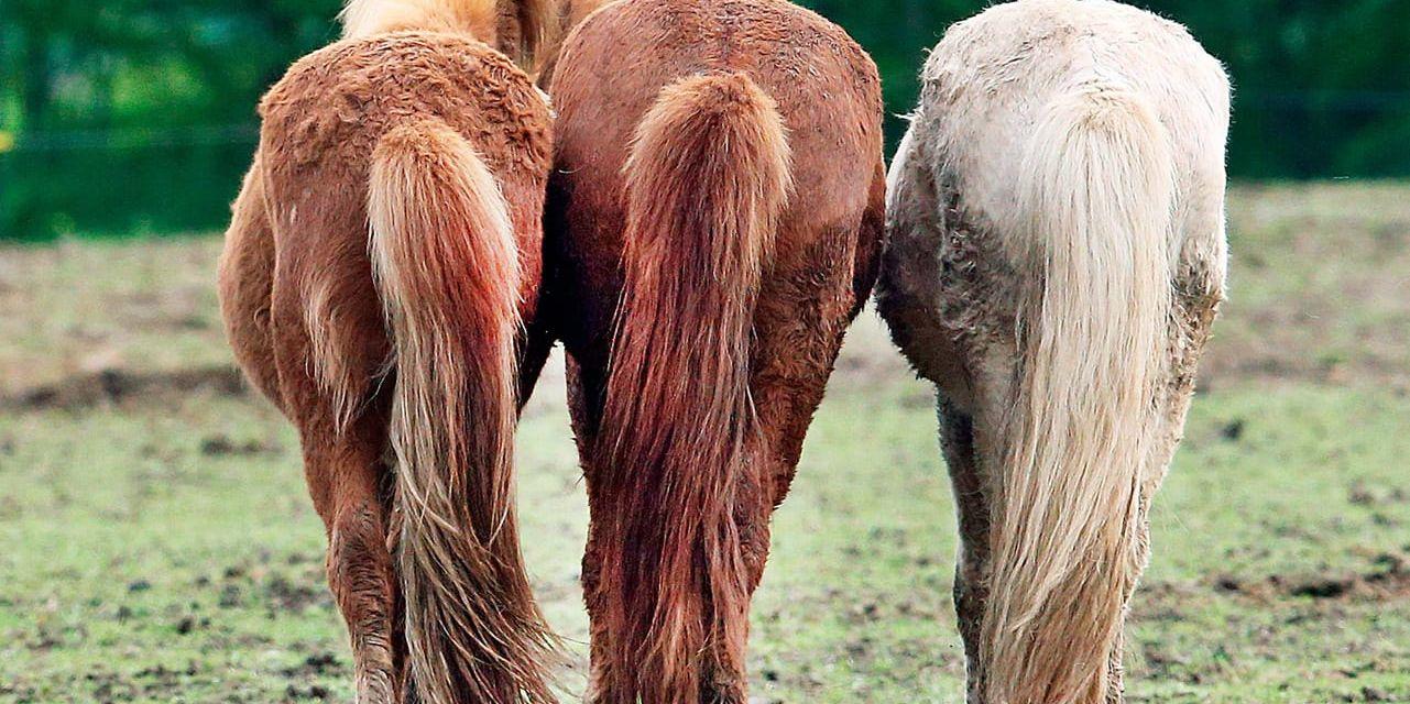 En arrangör av islandshästturer i Jämtlandsfjällen kedjade fast hästarnas hovar, trots att det är förbjudet i Sverige.